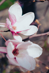 Fototapeta na wymiar Pink magnolia flowers bloomed on the tree. Beautiful spring with large magnolia flowers