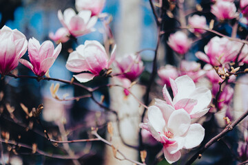 Pink magnolia flowers bloomed on the tree. Beautiful spring with large magnolia flowers
