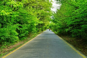 Fototapeta premium View of Belgrad Forest in Istanbul, Turkey.