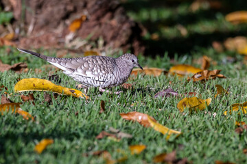A Scaled Dove also know as Rolinha feeding on the lawn. Species Columbina squammata. bird lover. Birdwatching. Birding. Animal world.