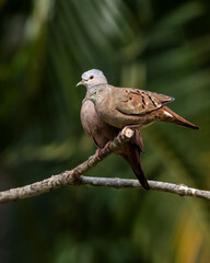 A couple of Ruddy ground-dove also know as Rolinha perched on a branch . Species Columbina talpacoti. Animal world. Birdwatching. Birding.