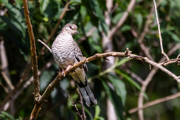 A Scaled Dove also know as Rolinha perched on the branch. Species Columbina squammata. bird lover. Birdwatching. Birding. Animal world.