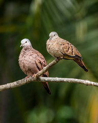 A couple of Ruddy ground-dove also know as Rolinha perched on a branch . Species Columbina talpacoti. Animal world. Birdwatching. Birding.