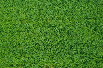 alfalfa growing fields and ploughed land aerial flat lay point of view soil patterns.
