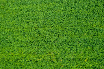 alfalfa growing fields and ploughed land aerial flat lay point of view soil patterns.