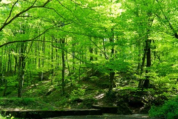 Fototapeta na wymiar View of Belgrad Forest in Istanbul, Turkey.