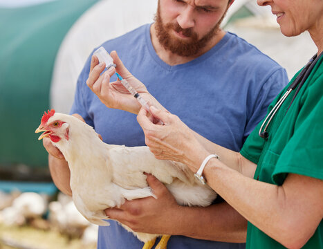 Vaccinations can be used to prevent many diseases. Closeup shot of a veterinarian giving an injection to a chicken on a poultry farm. - Powered by Adobe