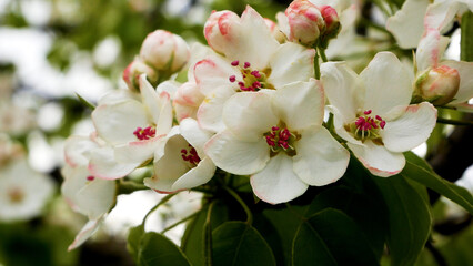 Fototapeta premium Many beautiful white flowers on a flowering pear tree. Blooming gardens in spring. Spring landscape. Spring mood, blossoming. Growing fruit in the garden. Spring in the city park