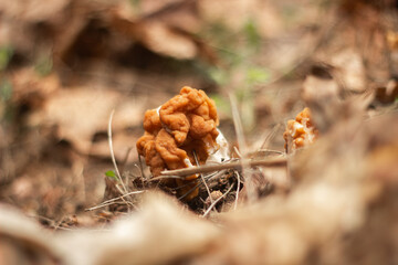 The hallucinogenic mushrooms grow near the old stump Forest and mushrooms in a shady forest