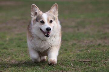 Corgi