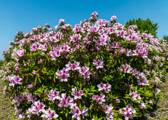 丘陵公園のツツジ