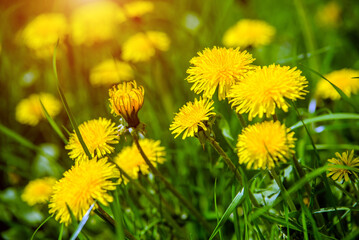 Yellow dandelions blooming on grass background
