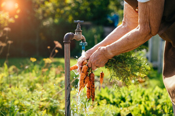 Unrecognizable old woman pensioner washing freshly picked carrots from the garden under the water tap outdoor. Sun glare effect. Organic farm food harvest concept.