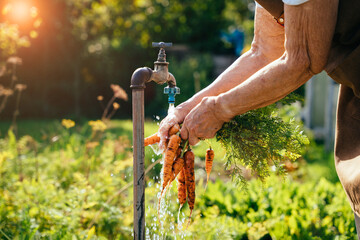 Unrecognizable old woman pensioner washing freshly picked carrots from the garden under the water...