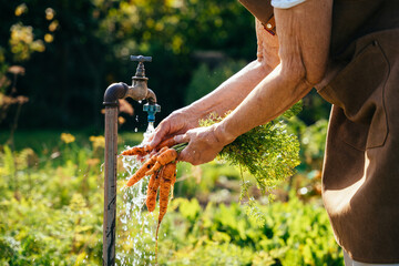Obraz premium Unrecognizable old woman pensioner washing freshly picked carrots from the garden under the water tap outdoor.