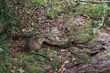 Beaver resting next to a river in the Spanish Pyrenees.