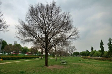 나무, 목초, 네이처, 경관, 공원, sky, 나무, 들판, 여름, 봄, 목초지, blue, 가을, 나무, 아웃도어, 잔디, 가을, 농촌, 국가, 구름, 시골, 구름, 나무, 골프