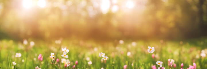Panoramic view of a blooming meadow, blurred background, spring illustration