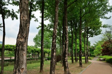 나무, 나무, 네이처, green, 나무, 나무, 공원, 여름, 나뭇잎, 경관, 봄, 나이든, 나무, 나뭇잎, 가지, 내추럴, 가을, 식물, 높은, 아웃도어, 단풍, 목초, 명랑한, 여행용가방, 주변