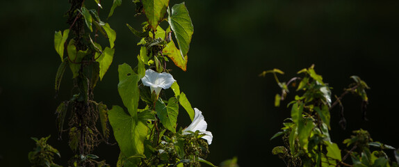 FIELD BINDWEED - Blooming wild plant in the rays of the sun