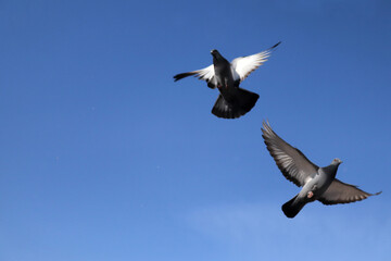 A flock of pieons captured in flight