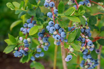 Ripe healthy big blueberries