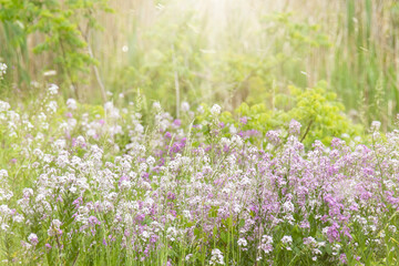Fototapeta premium Sunlit meadow with a breeze blowing seed and pollen through the air