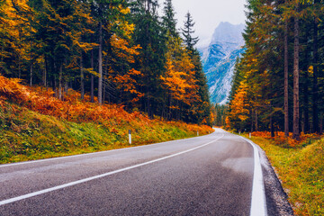 View of winding road. Asphalt roads in the Italian Alps in South Tyrol, during autumn season. Autumn scene with curved road and yellow larches from both sides in alp forest. Dolomite Alps. Italy