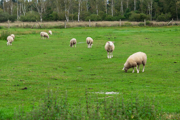 flock of sheep