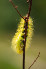 caterpillar on a leaf