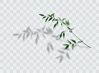 Tree branch with green leaves over white background. Vector graphics. Artwork design element.