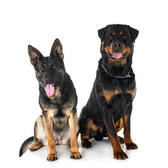 young german shepherd and rottweiler