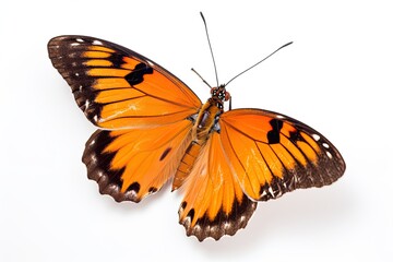 Fototapeta na wymiar A Glorious Monarch Butterfly: Nature's Beauty Isolated on a White Background: Generative AI