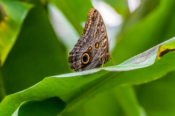 A close up view of a blue morpho butterfly on a leaf in Monteverde, Costa Rica in the dry season