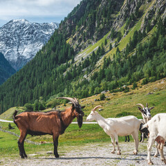 Fototapeta na wymiar mountain goats on the country roud