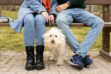 A couple of unrecognizable lovers are in an outdoor park with a dog. The young men are sitting on a bench with their dog. Concept of family with pet. - Powered by Adobe