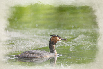 A digital watercolour painting of a Great crested grebe, Podiceps Cristatus in a natural freshwater setting.