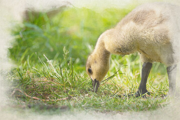 Fototapeta premium Digital watercolour painting of baby Branta canadensis Canada Goose Gosling waterfowl feeding.