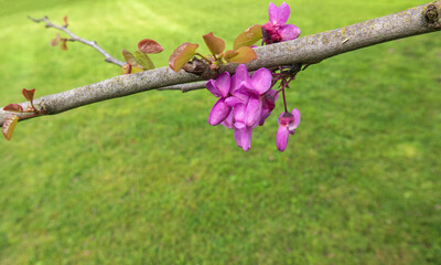macro di fioriture color viola in primavera nel parco