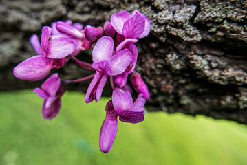 macro di fioriture color viola in primavera nel parco