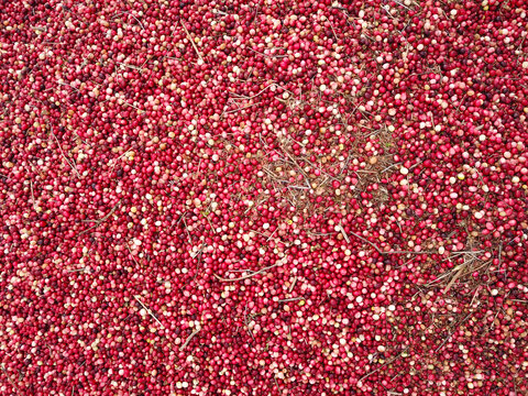 Top view of fresh cranberry at the bog.