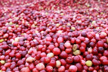 Closeup view of fresh cranberries.