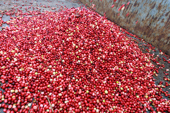 Closeup view of fresh cranberries.