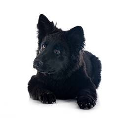 young german shepherd