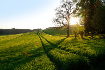 a tranquil, clear, warm and sun-drenched evening in the Bavarian countryside in Winterbach surrounded by the sunny green fields and lush green woods, Winterbach, Swabia, Bavaria, Germany   