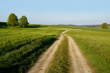 Fototapeta na wymiar endless road leading through the green fields of the tranquil Bavarian countryside by the Rechbergreuthen village on a sunny summer day (Winterbach, Guenzburg, Bavaria, Germany) 
