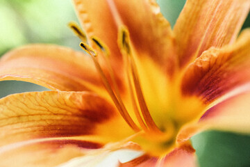 Fototapeta na wymiar close up of orange lily summer flower