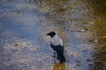 Crow in the river in shallow water