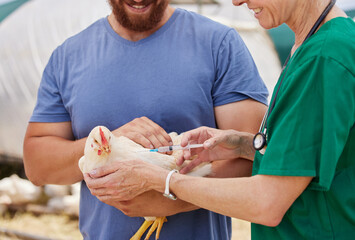 One sick bird can infect the whole flock. Shot of a veterinarian giving an injection to a chicken...
