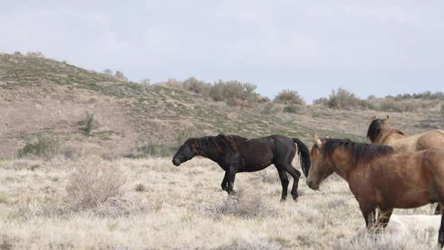 Wild horse snaking past group of others in the West desert of Utah.
